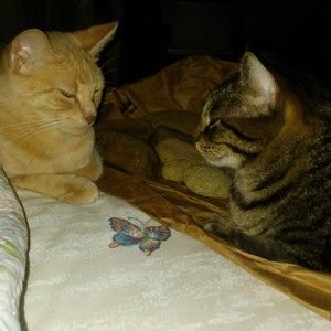 Meet your Posher, Celena